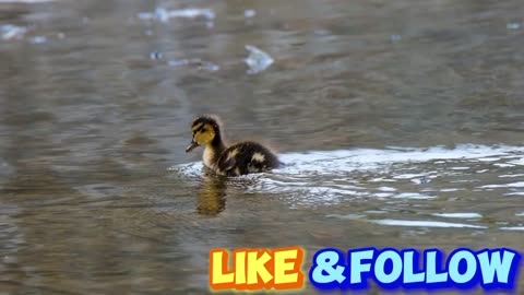duck cute baby