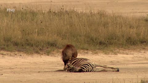 Las hienas pardas de Makgadikgadi