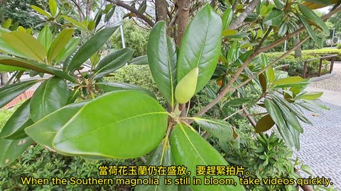 超大白色花，#荷花玉蘭 Southern magnolia