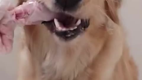 CUTE dog eating asmr