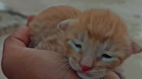 small orange cat 😺#cat #cricketlover #catvideos #viral #trending #viralshort