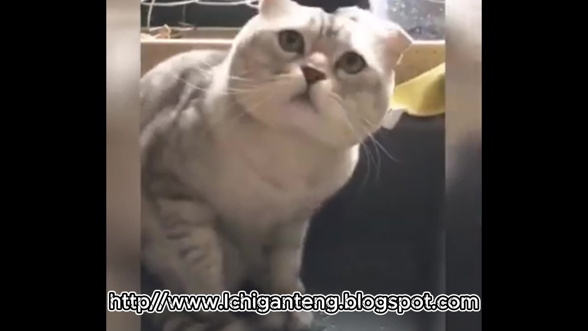 cute cat funny kitten videos