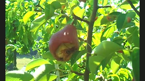 A hornet in Germany eats a red Williams Christ pear