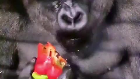 Listen to that crunch! #gorilla #asmr #eating #satisfying