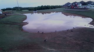 The Pond