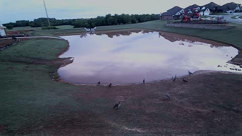 The Pond