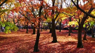 Autumn in Japan: The Beauty of Autumn All Over the World - Peaceful Piano Music - CreaVids
