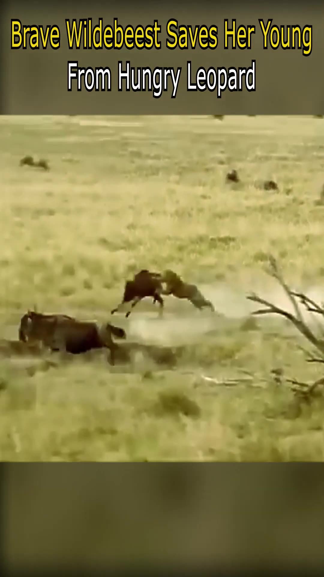 Brave Wildebeest Saves Her Young From Hungry Leopard