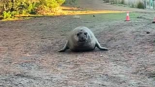 Neil the Seal Wants to Come With Us