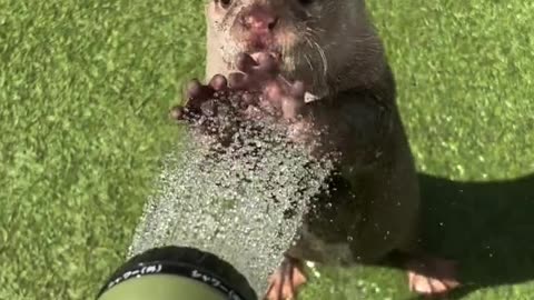 Cute otter enjoying summer and water