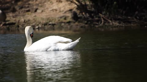 The mute swan (Cygnus olor)