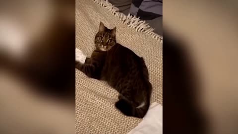 Funny Cat Videos To Watch When You Can't Sleep!