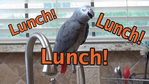 Einstein the Parrot chants for his lunch