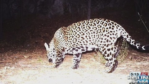 Jaguar spotted near Sierra Vista