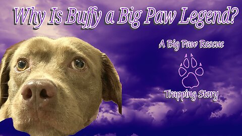 Why Is Buffy A Big Paw Legend?