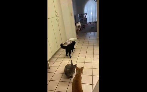 funny scene with cats