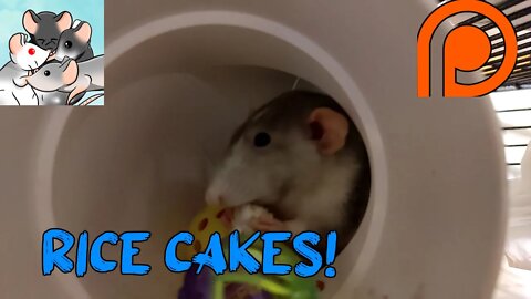 Rice Cakes Are Such a DELICIOUS Treat! #115 #cute #rats #animals #pets