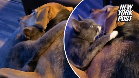 Dog and cat BFFs cuddle on couch in viral video DJM
