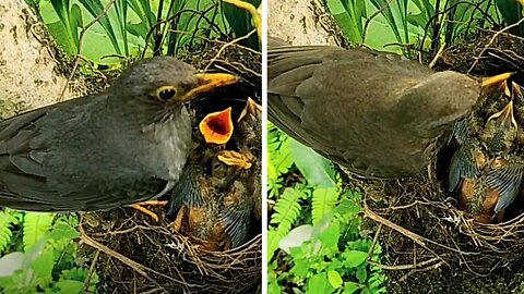 Footage Of Mother Bird Feeding Its Babies In A Beautiful Way