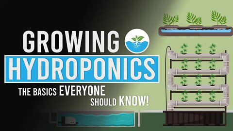 Hydroponic Farming at Home: The Basics Everyone Should Know!