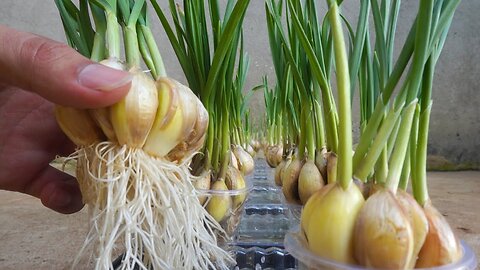 How to grow garlic with water is very easy, no care needed