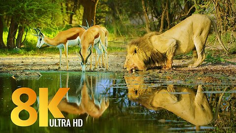 Amazing Wildlife of Botswana - Nature Documentary Film