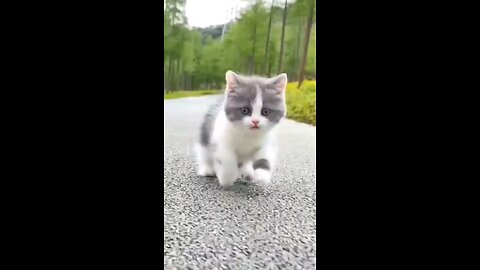 cute kitten