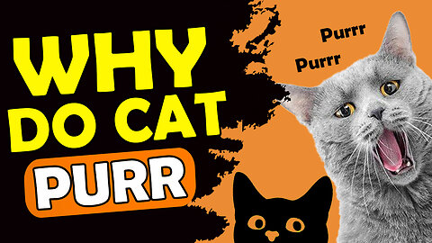 WHY DO CAT PURR ?