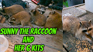 Sunny The Raccoon And Her 6 Adorable Kits