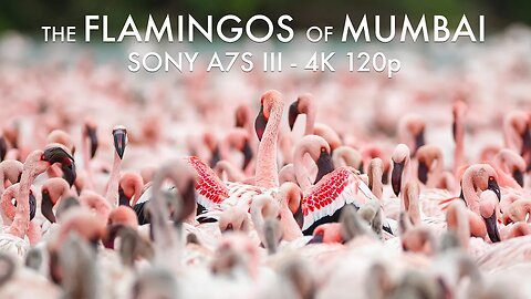 The FLAMINGOS OF MUMBAI in 4K 120fps | Filming Wildlife on the SONY A7S III