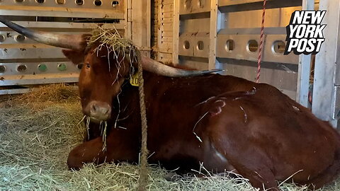 Ricardo the bull wakes up at animal sanctuary after escaping slaughterhouse in mad dash on NJ train tracks