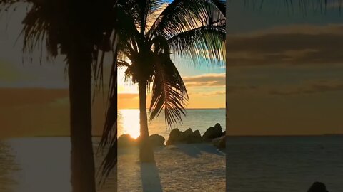 #sunset#amazing#beautiful#breathtakingvideo#beautifulnature#palmtree#palmbeach