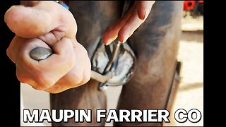 Do You Think You Could Trim This Horse Hoof? : Farrier Restoration ASMR :
