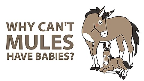 Why Can't Mules Have Babies?