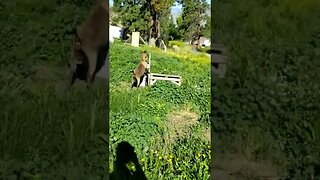 #milkinggoats #morningchores #morningroutine #homesteading #homesteadlife #farm #farmlife #goats