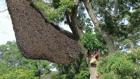 Primitive Technology: Amazing Find Catch A Giant HoneyBee For Food On The Big Tree