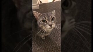 Cat meowing for absolutely no reason