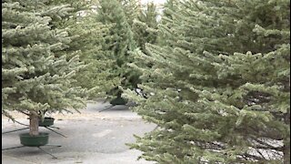 Christmas trees more expensive, harder to come by this year