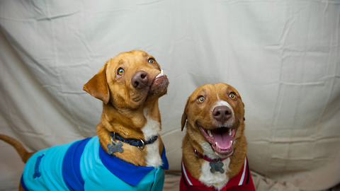Picasso and Pablo at Luvable Dog Rescue