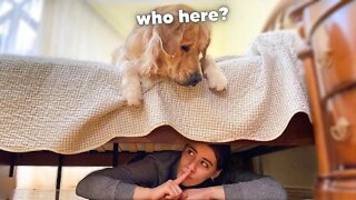 Hiding From My Dog Under My Bed | Funny Dog Reaction