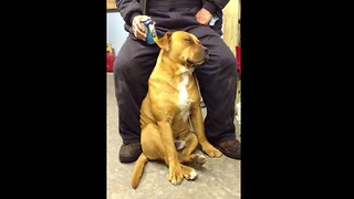 Exhausted Dog Falls Asleep Sitting Up