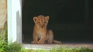 Lion Cub Born At Sarajevo Zoo