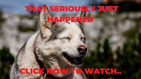 That Really Just Happened Pets - “Forget What Just Happened 😐”#Shorts #Dog #Cute #Pets