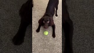 Teaching Boykin Spaniel to Catch a Ball |#shorts