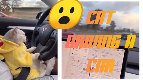 a cat driving a car (is it possible)😮❓❓❓