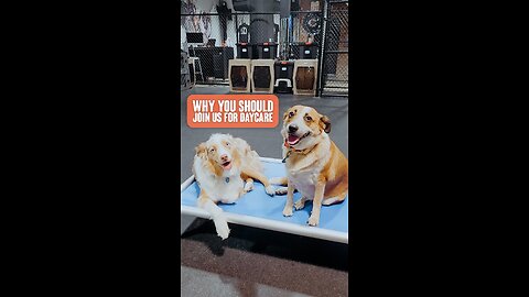 Why your dog should join us for daycare