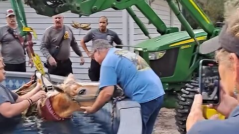 Firefighters rescue horse from pool in Florida
