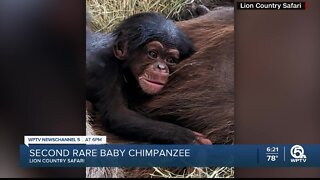 Lion Country Safari welcomes 2nd rare chimpanzee