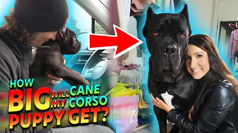 How BIG Will Your Cane Corso Puppy Get?