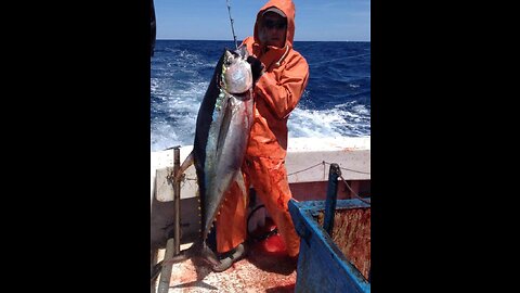 Commercial Tuna Fishing, Trolling for Monster Bigeye & Huge Yellowfin Tuna. With Green Stick